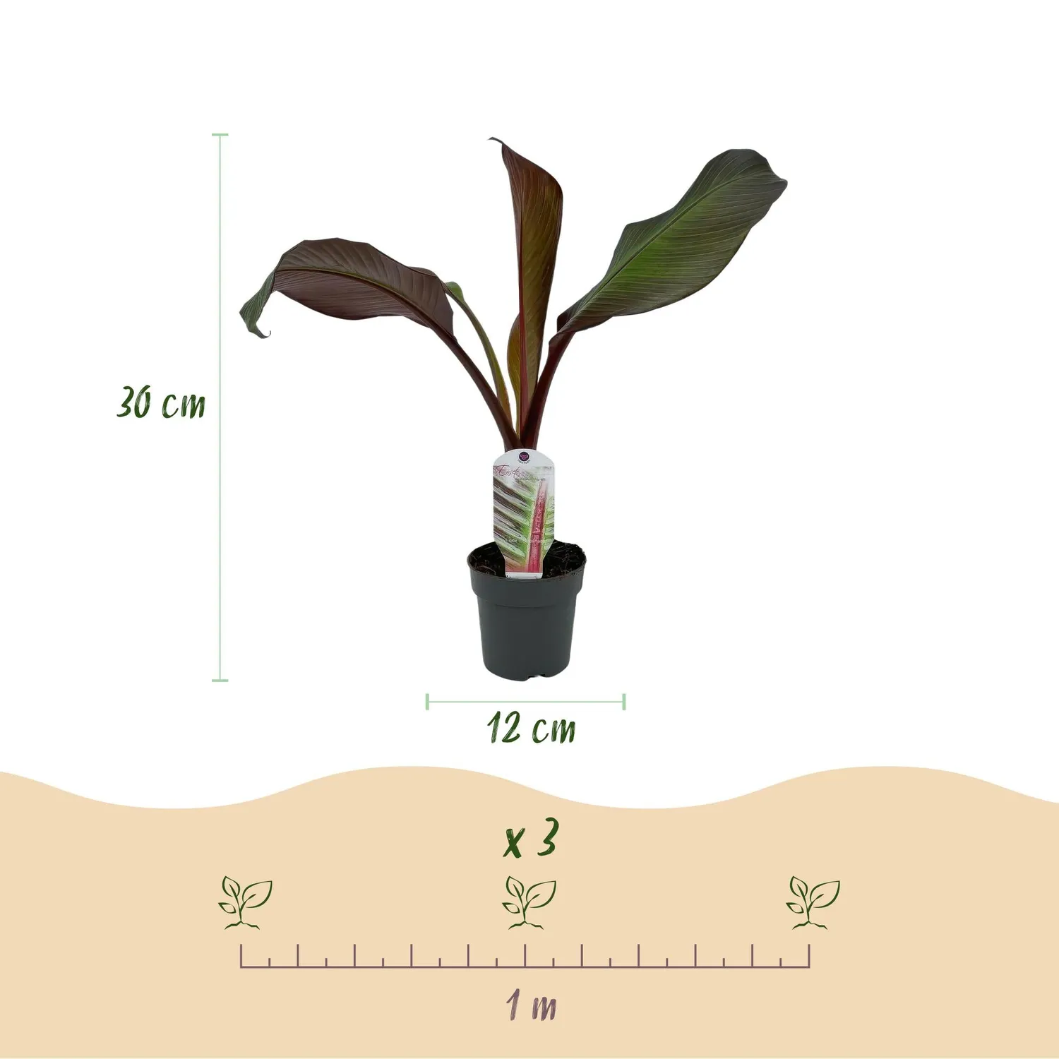 Plant and Stories Bananier Maurelii 2 plants pourpre 30 cm