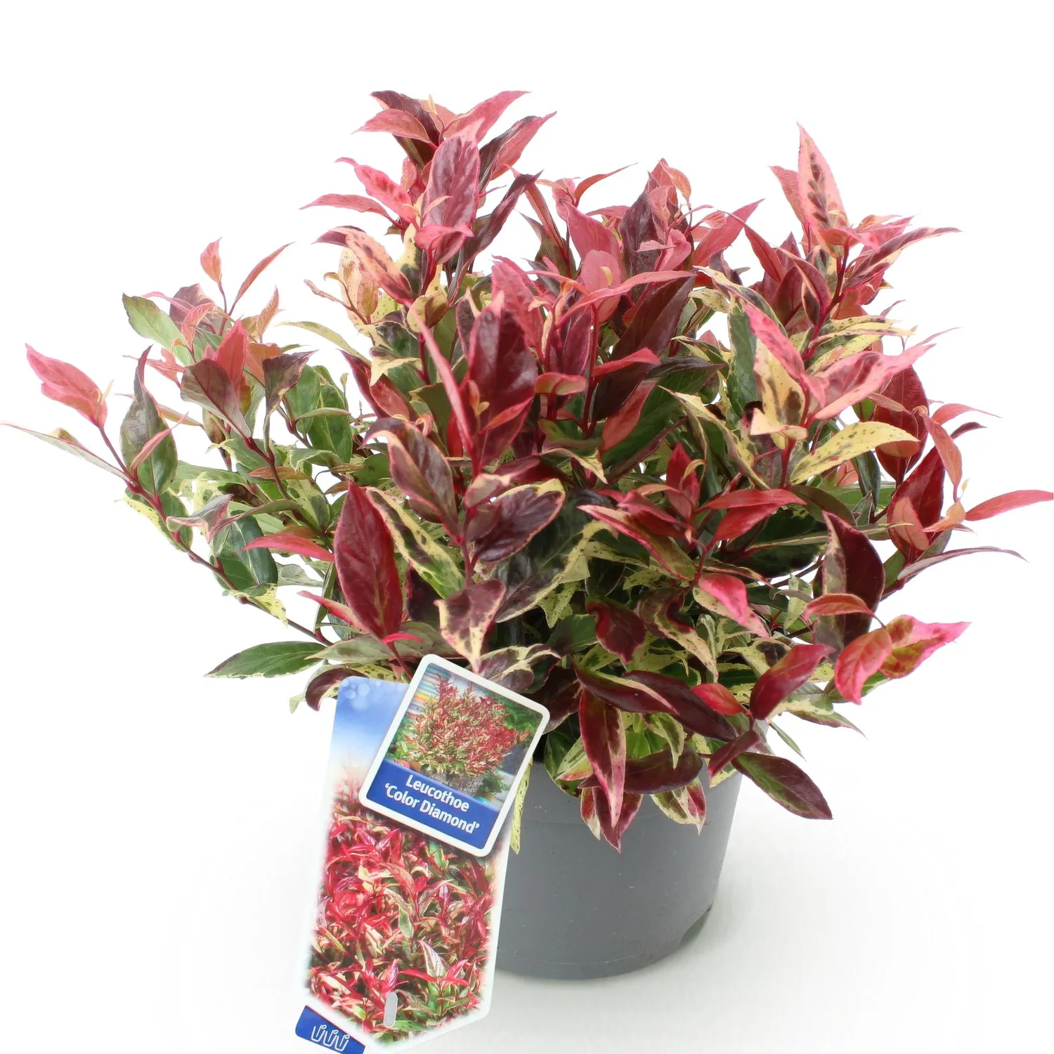 Plant and Stories Leucothoé Colour Diamond arbuste pot 17 cm ombre