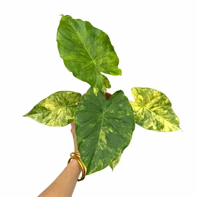 Plant and Stories Alocasia Macrorrhiza Aurea plante pot 6cm panachée