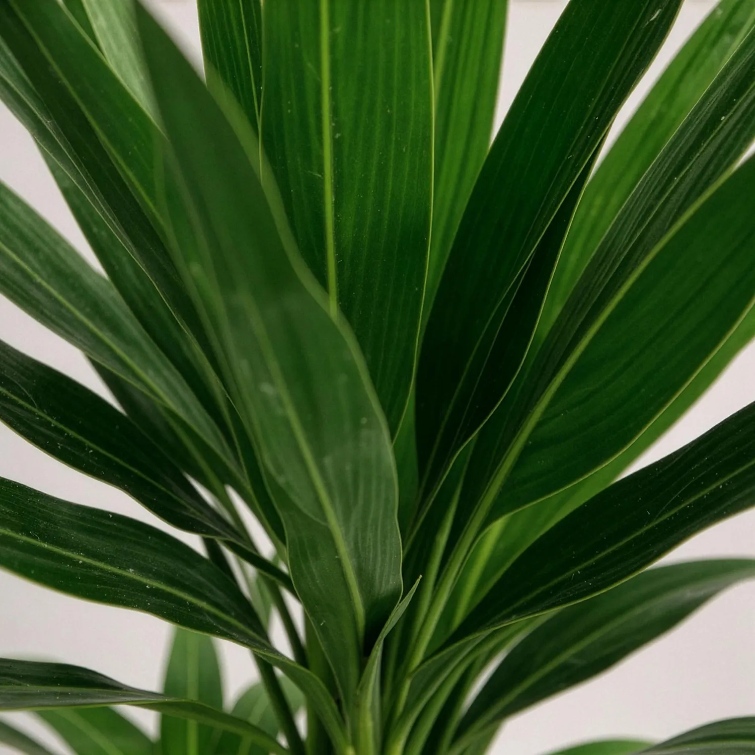 Plant and Stories Yucca Elephantipes plante 100 cm pot 21 cm