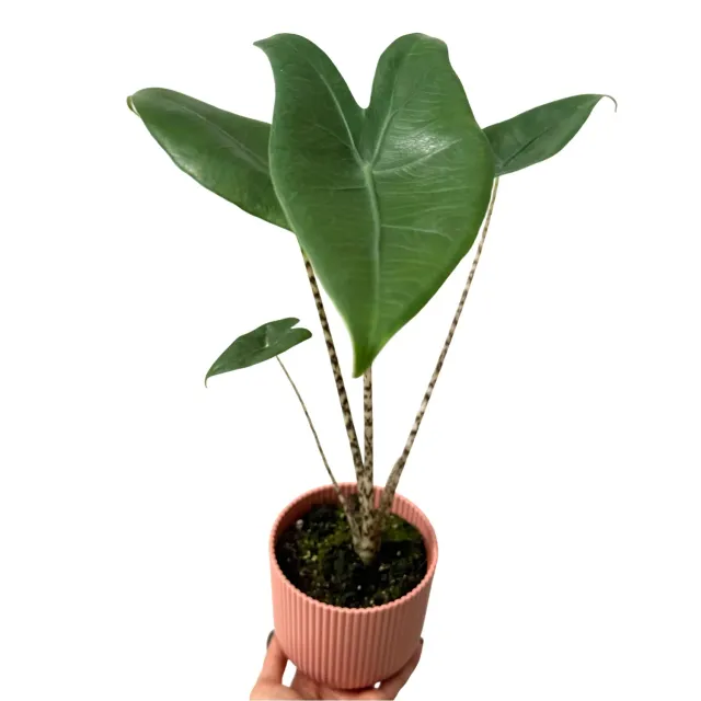 Plant and Stories Zebrina Alocasia plante pot 7 cm tiges zébrées