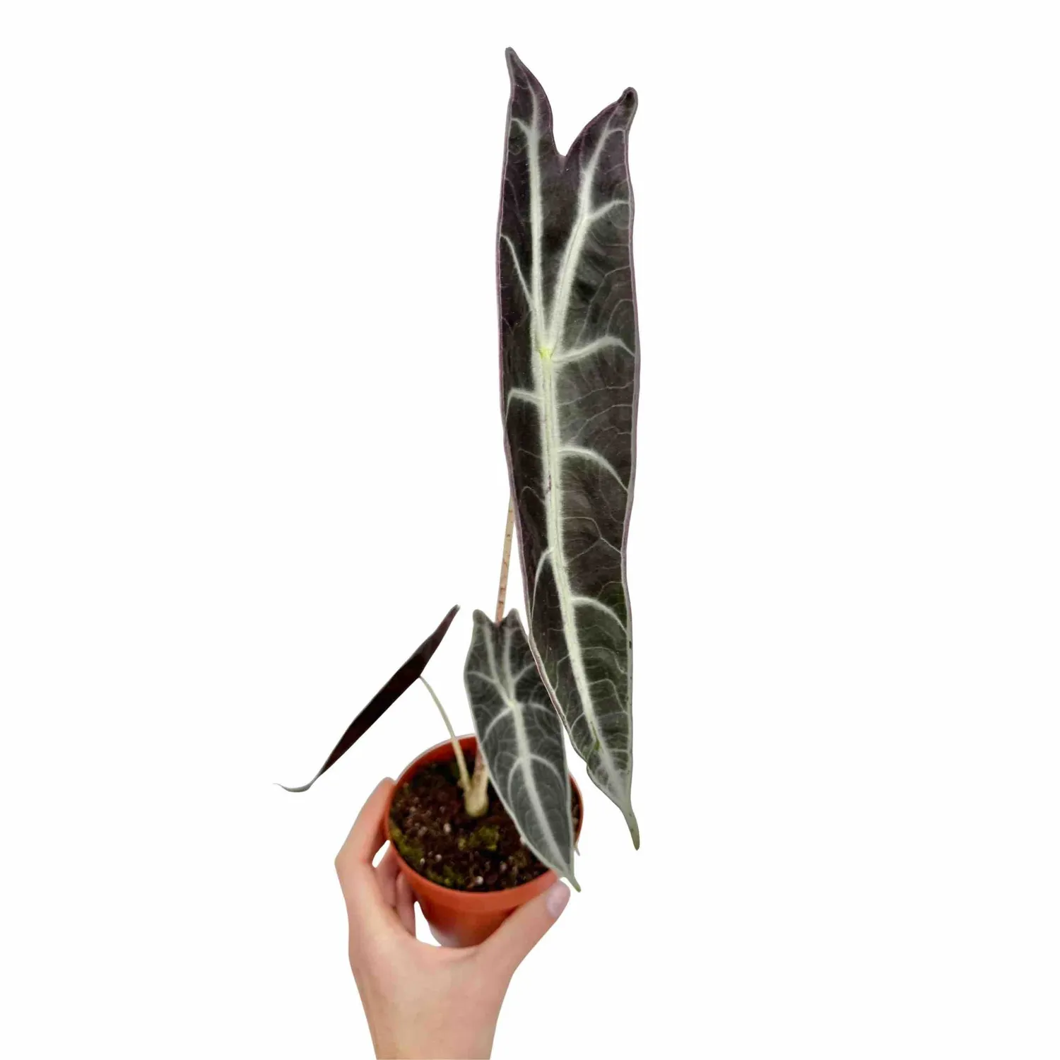 Plant and Stories Longiloba Purple alocasia pot 9cm violet