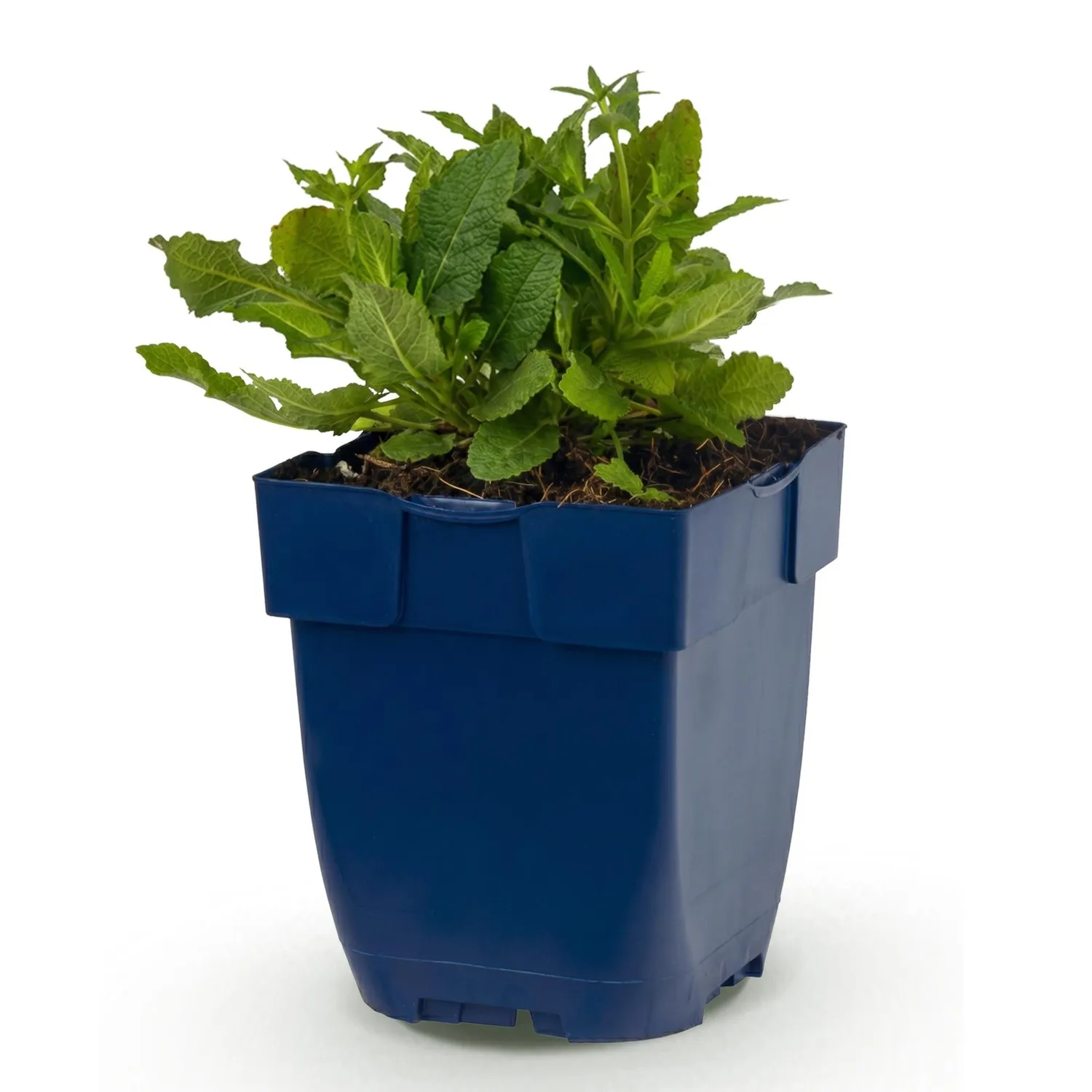 Plant and Stories Schneehügel sauge blanche 3 plants pot 11 cm