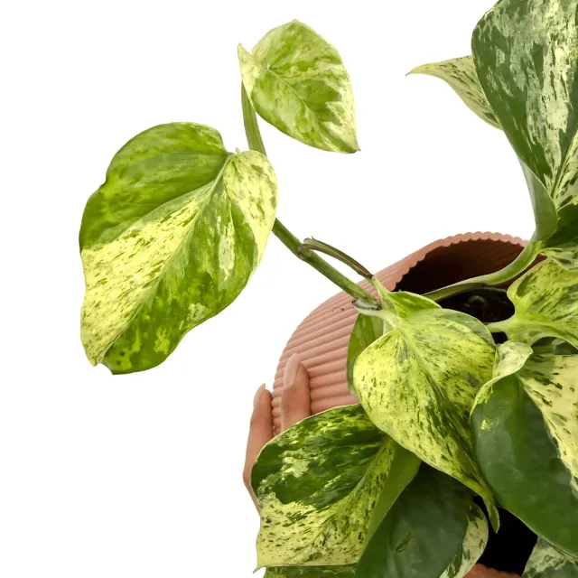 PLANT AND STORIES Snow Leopard pothos pot 12 cm tacheté