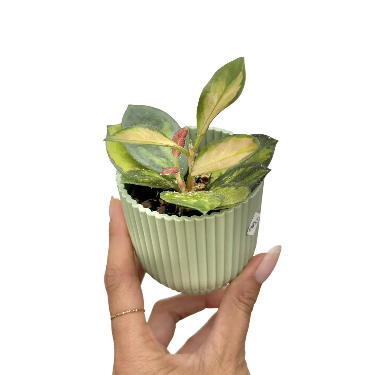 Plant and Stories Lisa hoya plante pot 6 cm panaché