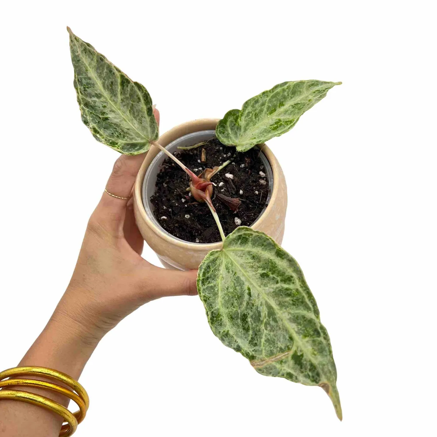 Plant and Stories Anthurium Silver Blush Mint plante pot 12cm