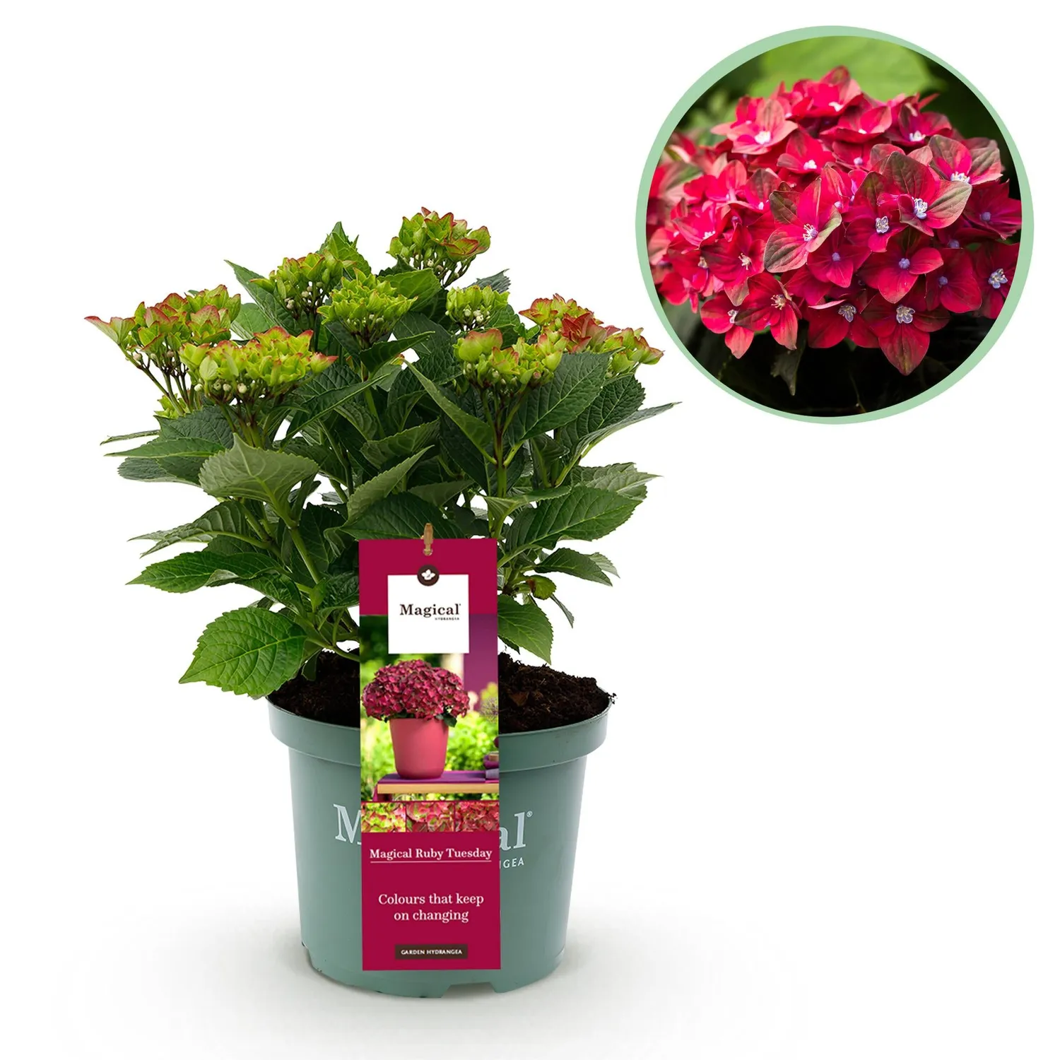 Plant and Stories Hortensia Magical Tuesday arbuste pot 23 cm fleurs rouges