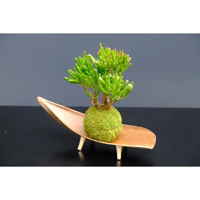 Oh My Green Crassula Ovata Gollum kokedama taille S