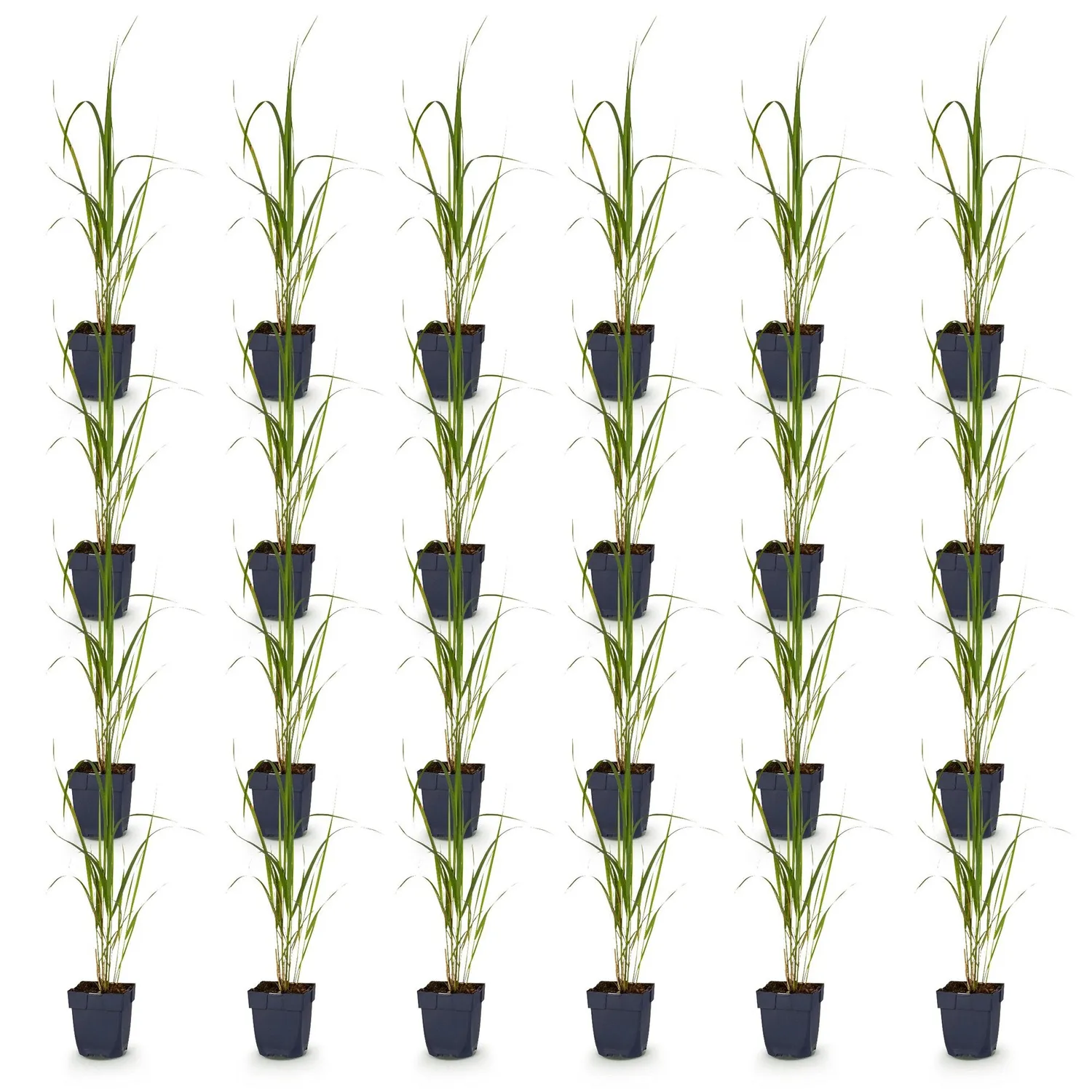Plant and Stories Molinia Karl Foerster graminée lot 12 pots 11cm