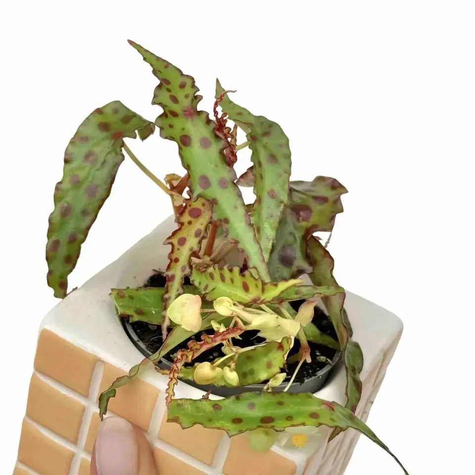 Plant and Stories Amphioxus begonia plante pot 6 cm