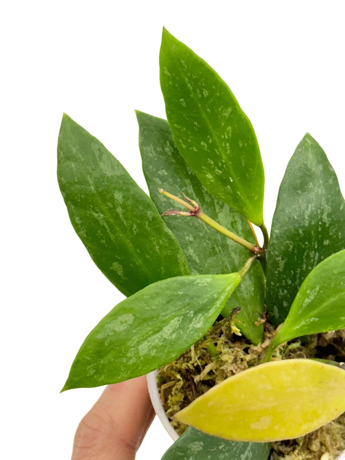 Plant and Stories Hoya Memoria plante grimpante pot 6 cm