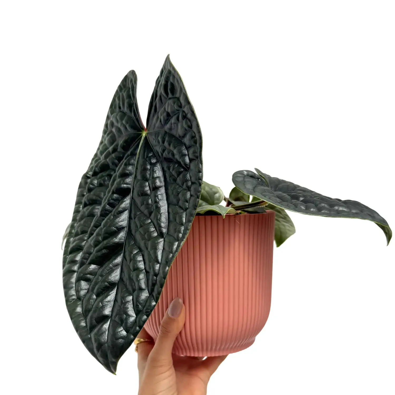 Plant and Stories Anthurium Luxurians plante pot 6 cm bullée