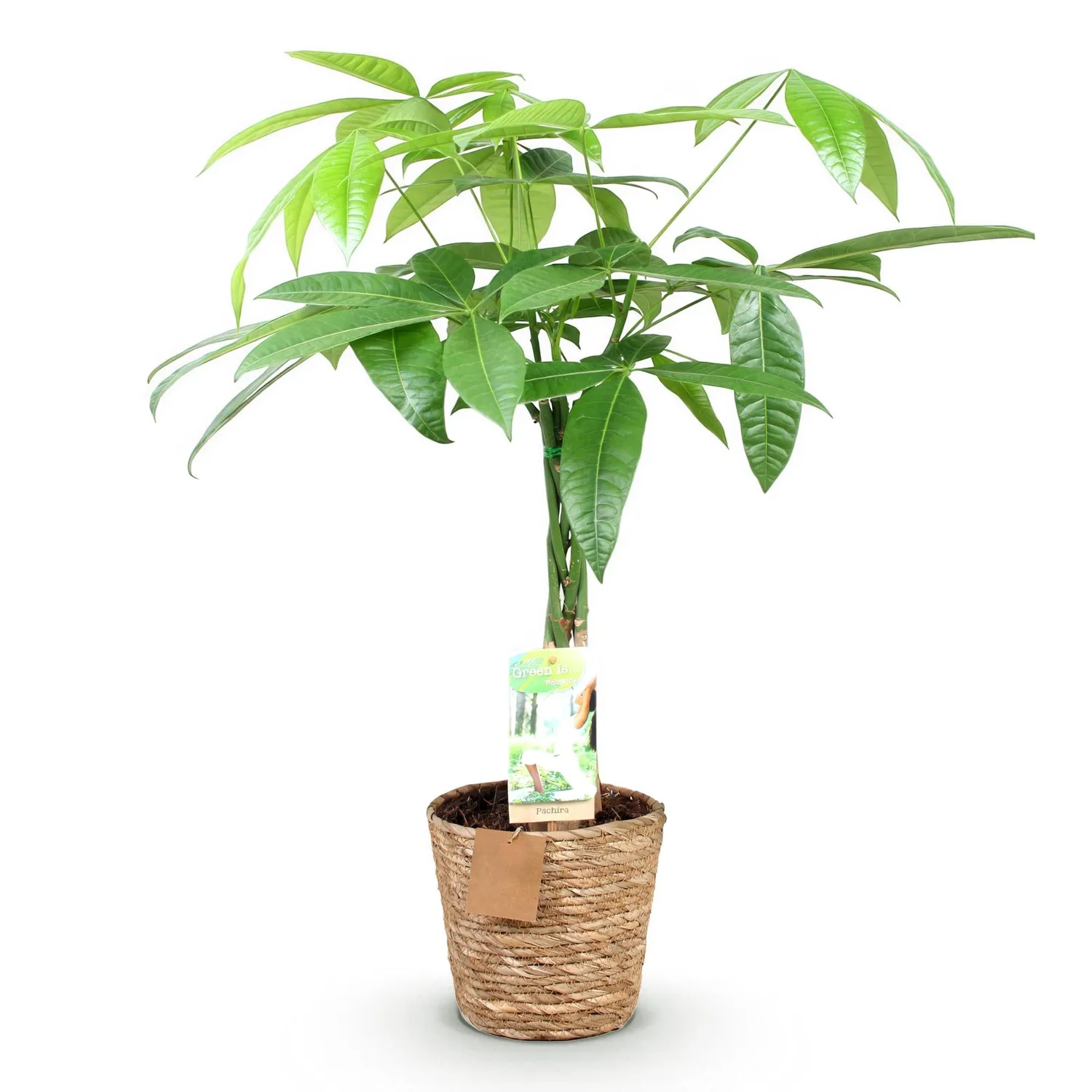 Plant and Stories Pachira Aquatica arbre à argent pot 17cm 60-70cm