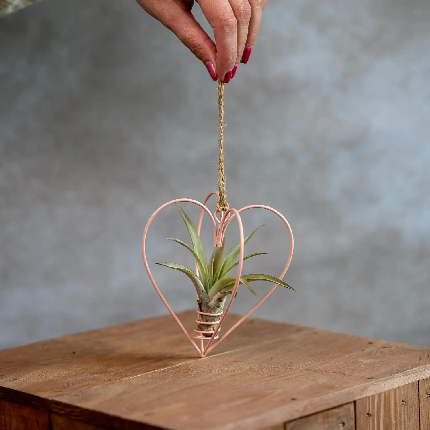 Airplantshop Cœur métal rose suspension avec tillandsia
