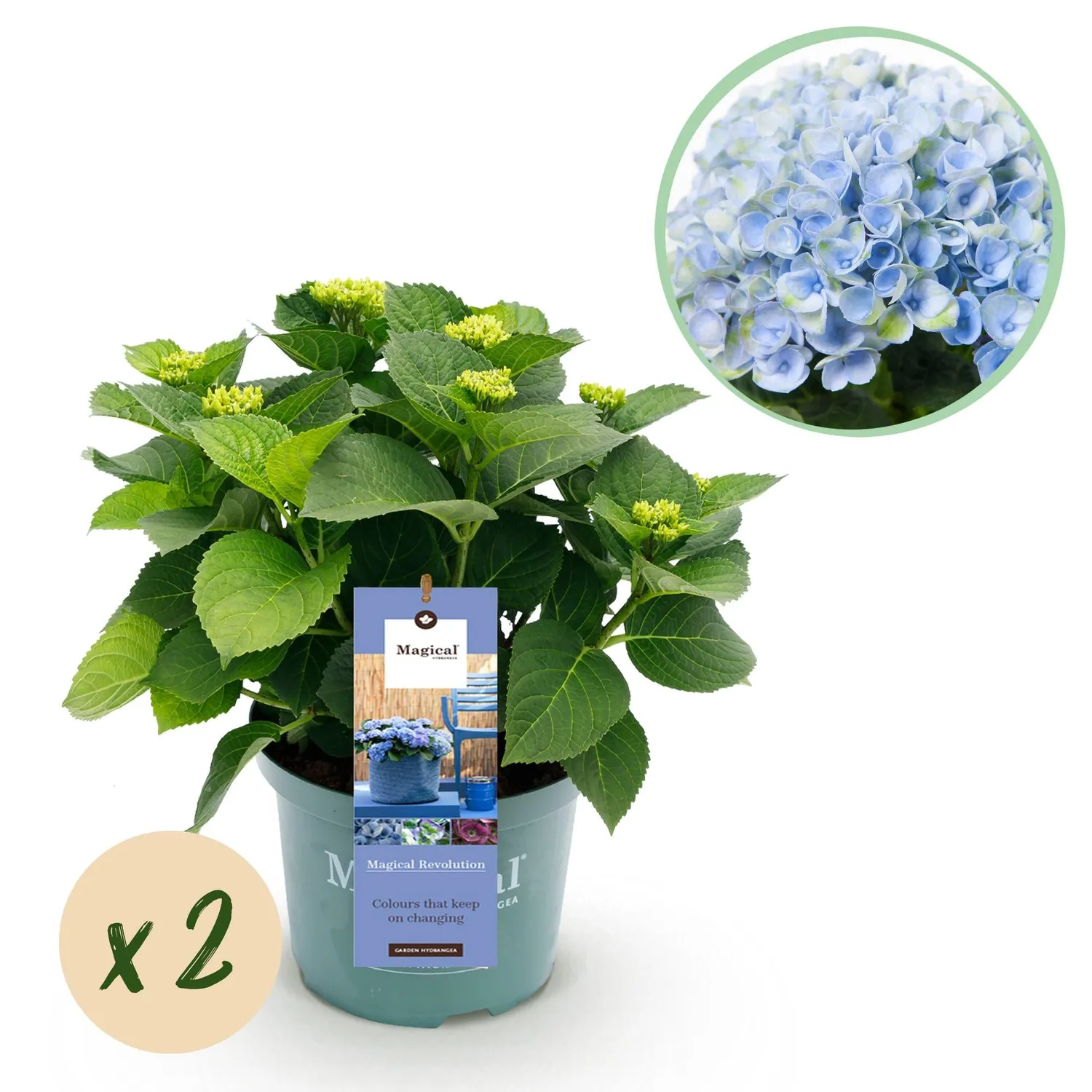 Plant and Stories Hortensia Magical Revolution arbuste pot 23 cm bleu