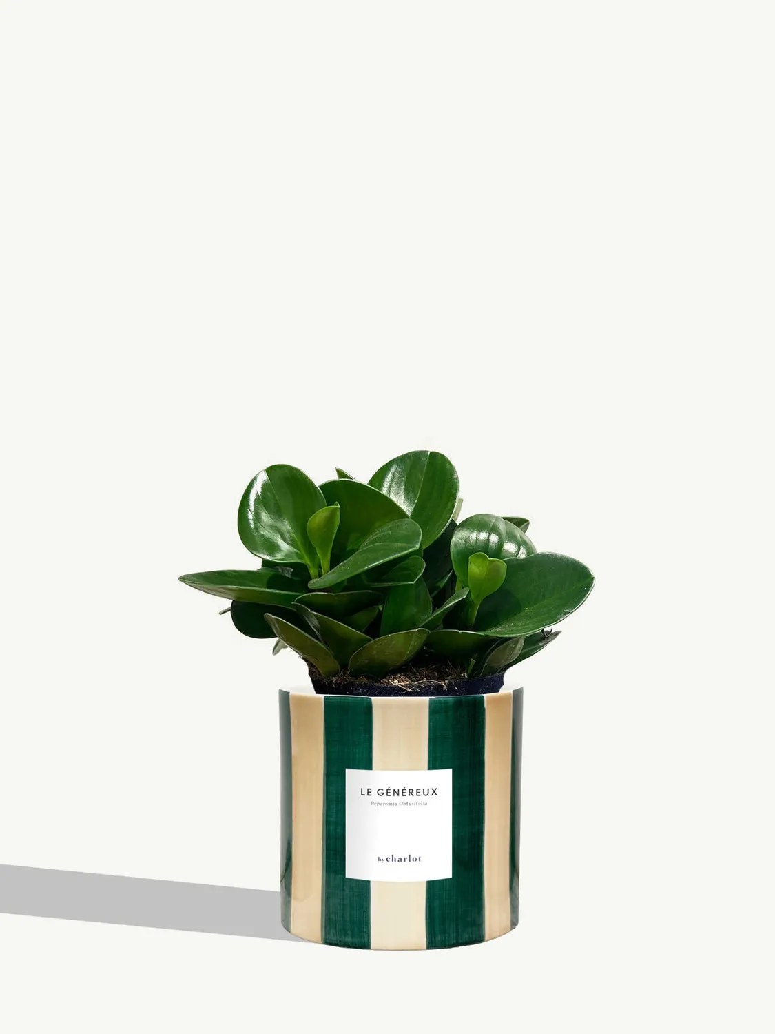 By Charlot Le Généreux peperomia plante pot 14 cm