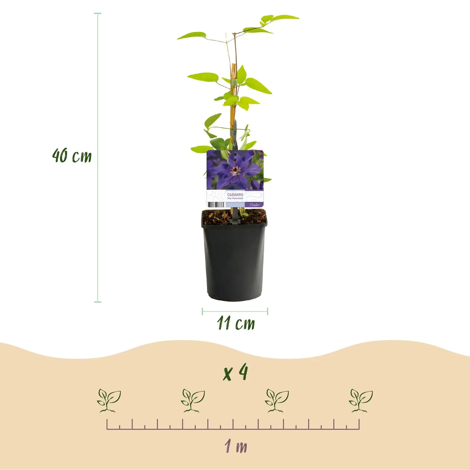 Plant and Stories Clématite The President grimpante violette 2pl