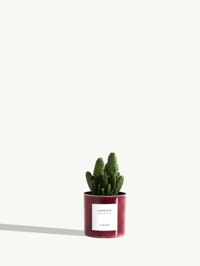 By Charlot L'Athlète mini cactus Opuntia pot XXS 6 cm