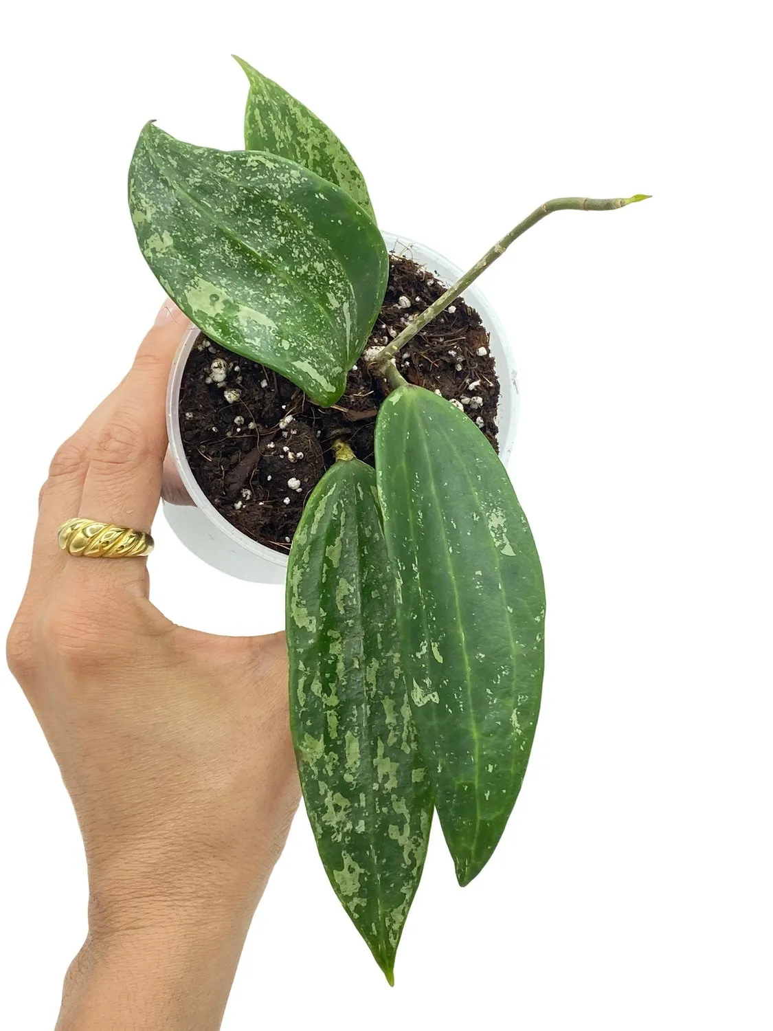 Plant and Stories Rangsan hoya grimpante pot 6cm