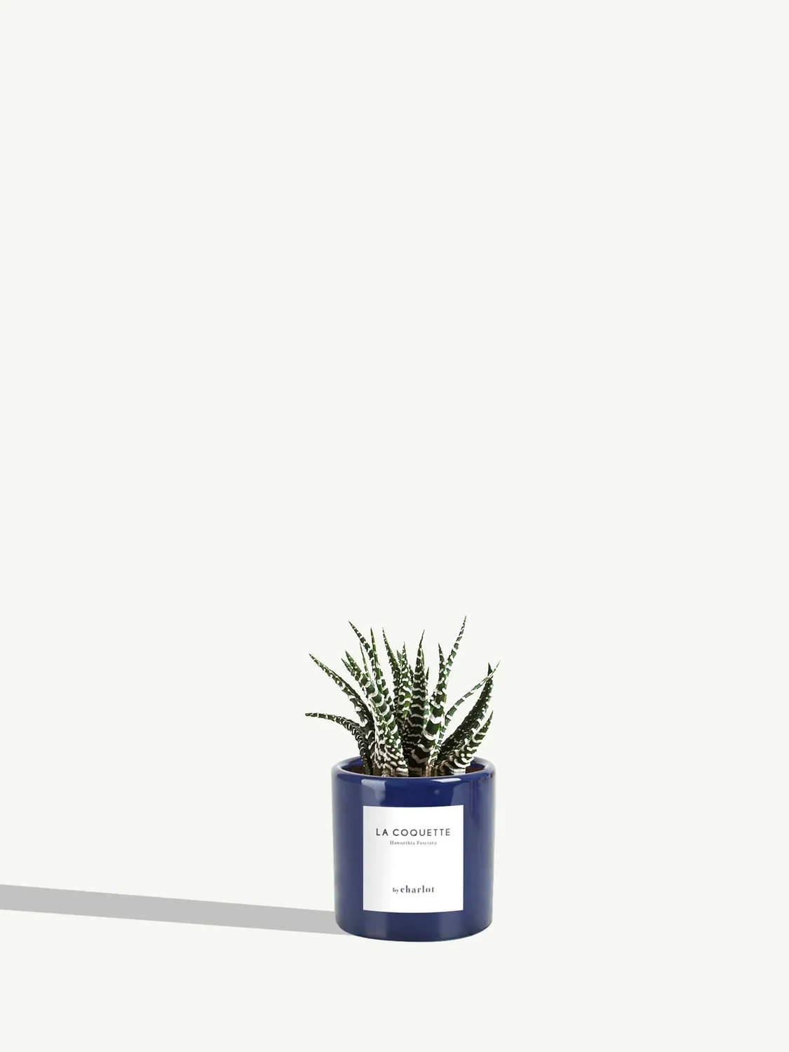 By Charlot La Coquette mini plante haworthia pot 6 cm