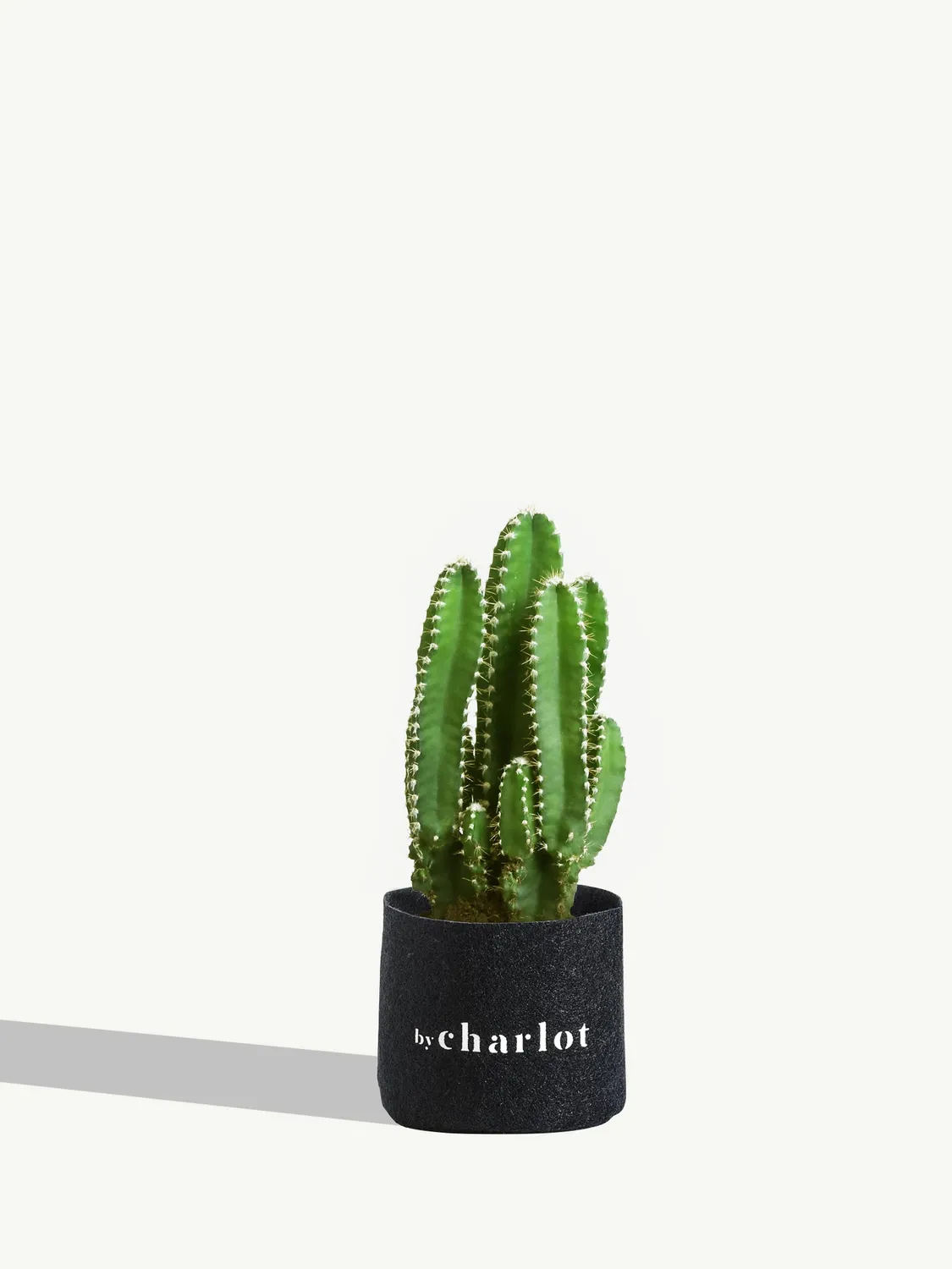 By Charlot Le Capitaine cactus Cereus Florida XS