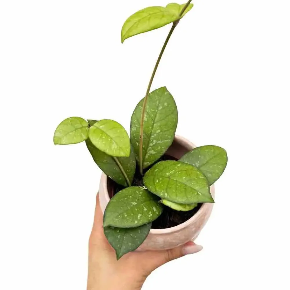 Plant and Stories Hoya Crassipetiolata plante pot 6 cm charnue