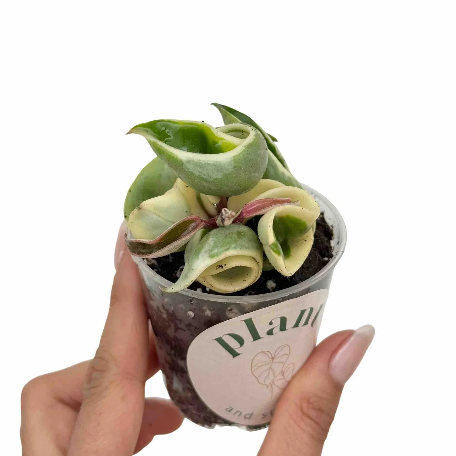 Plant and Stories Compacta Variegata hoya panachée pot 6 cm