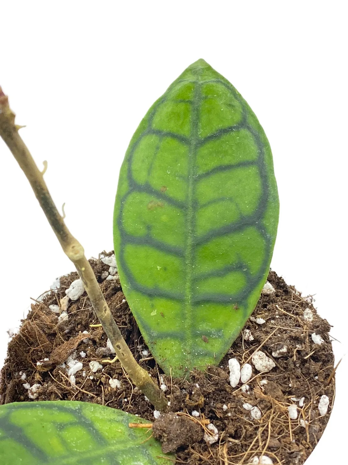 Plant and Stories Hoya Callistophylla plante pot 6 cm feuilles nervurées