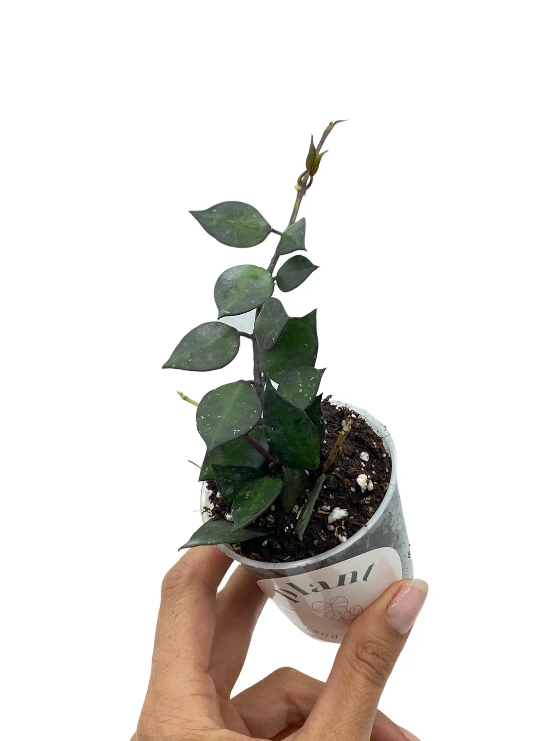 Plant and Stories Black Leaf hoya noir pot 6 cm