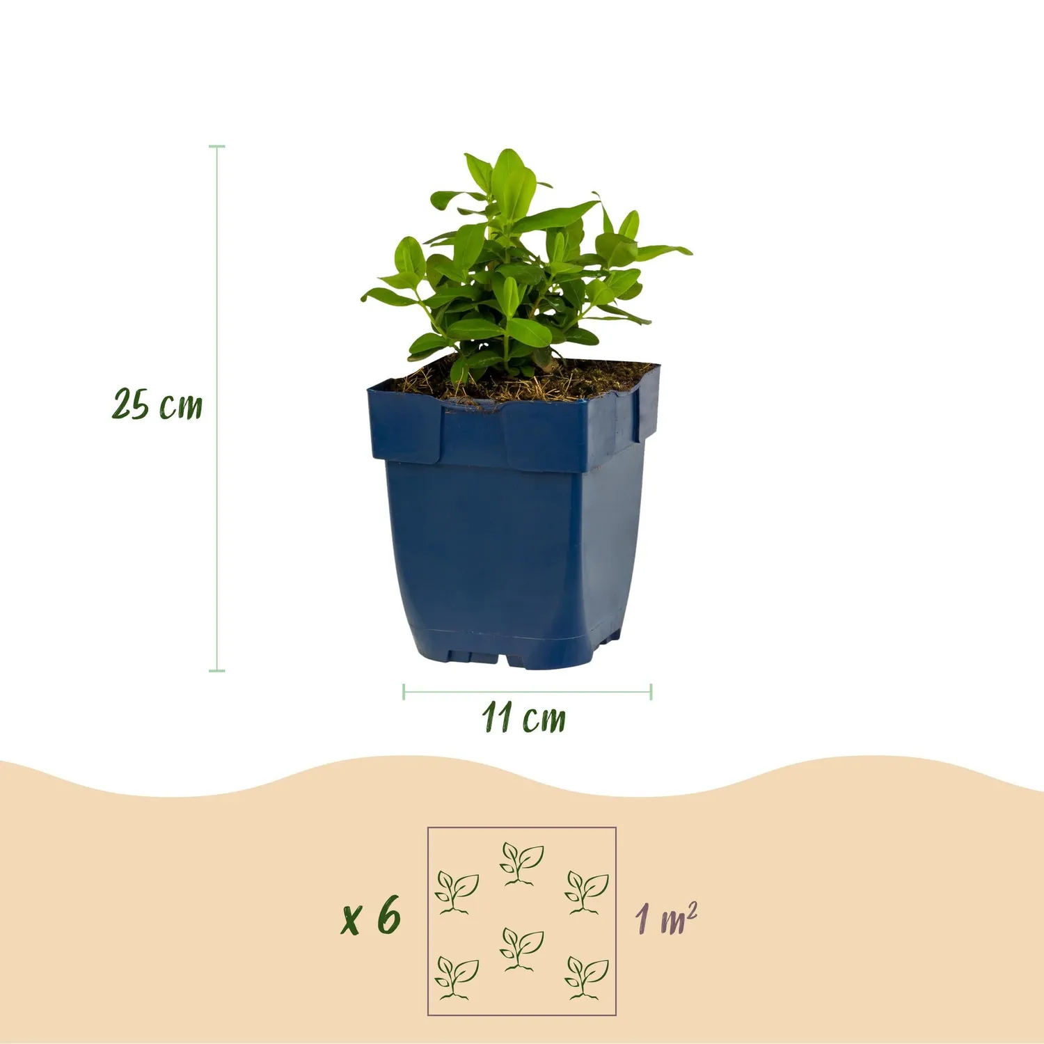 Plant and Stories Millepertuis Hypericum couvre-sol pot 11 cm jaune