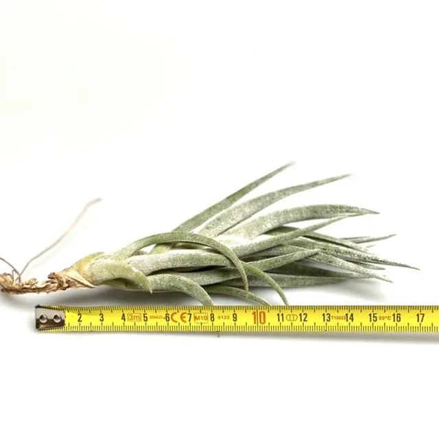 Airplantshop Mitlaensis plante aérienne grise 12 cm