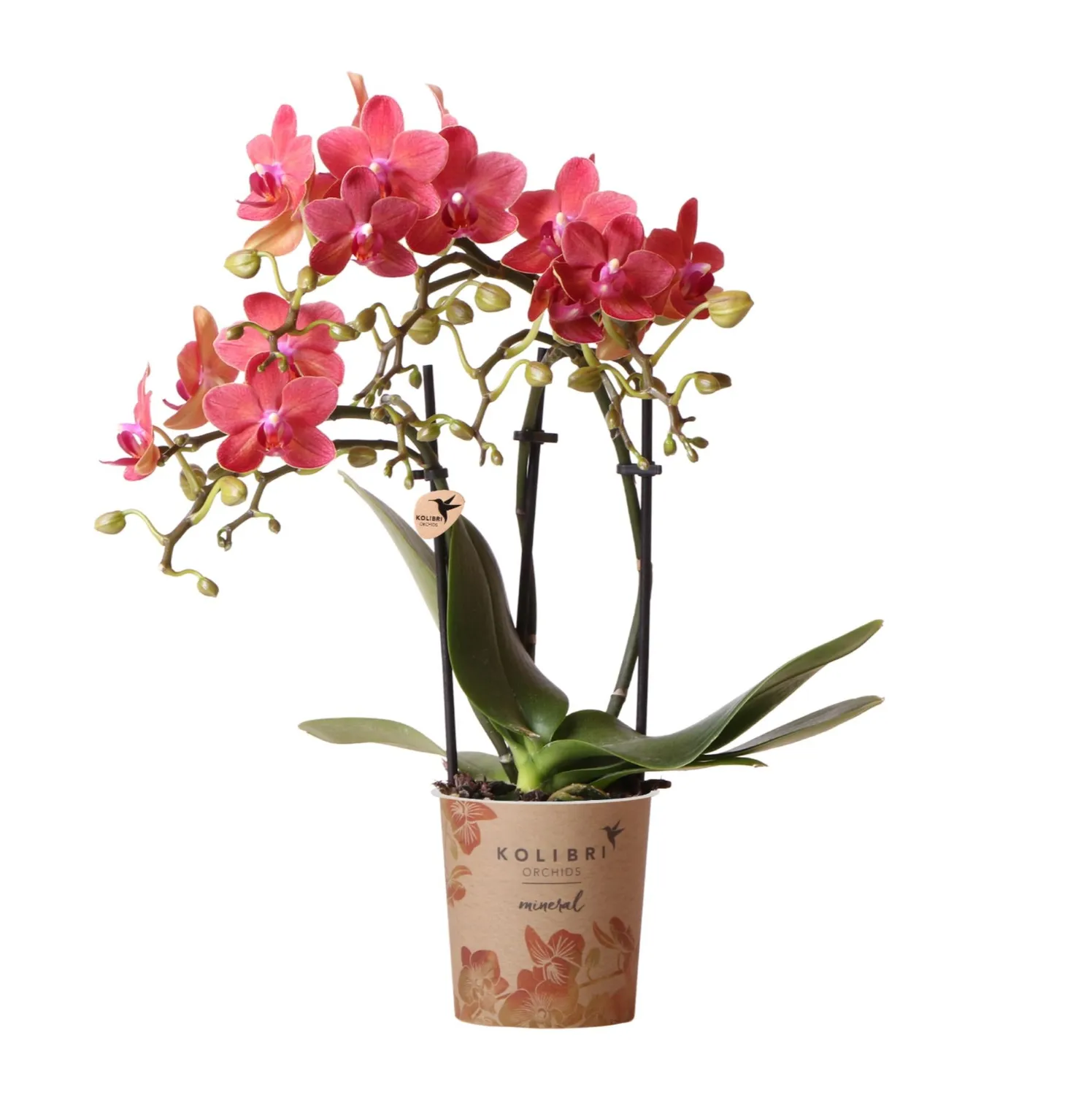 Plant and Stories Phalaenopsis Congo orchidée rouge pot 9 cm