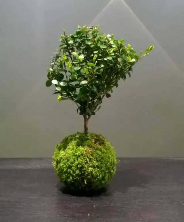 Aquaphyte Fynbos San kokedama myrte du Cap 14 cm