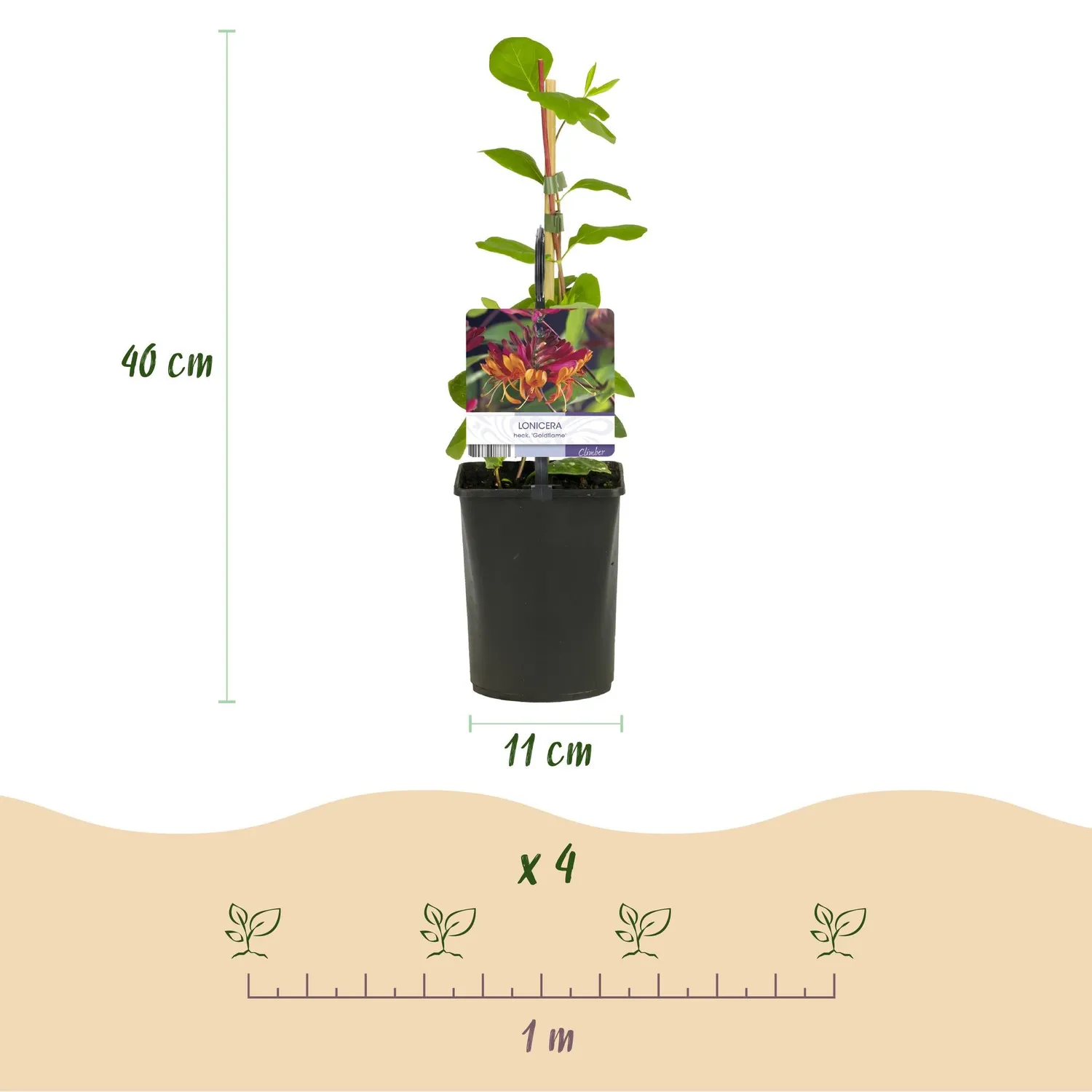 Plant and Stories Goldflame chèvrefeuille grimpante 2 plants parfumée