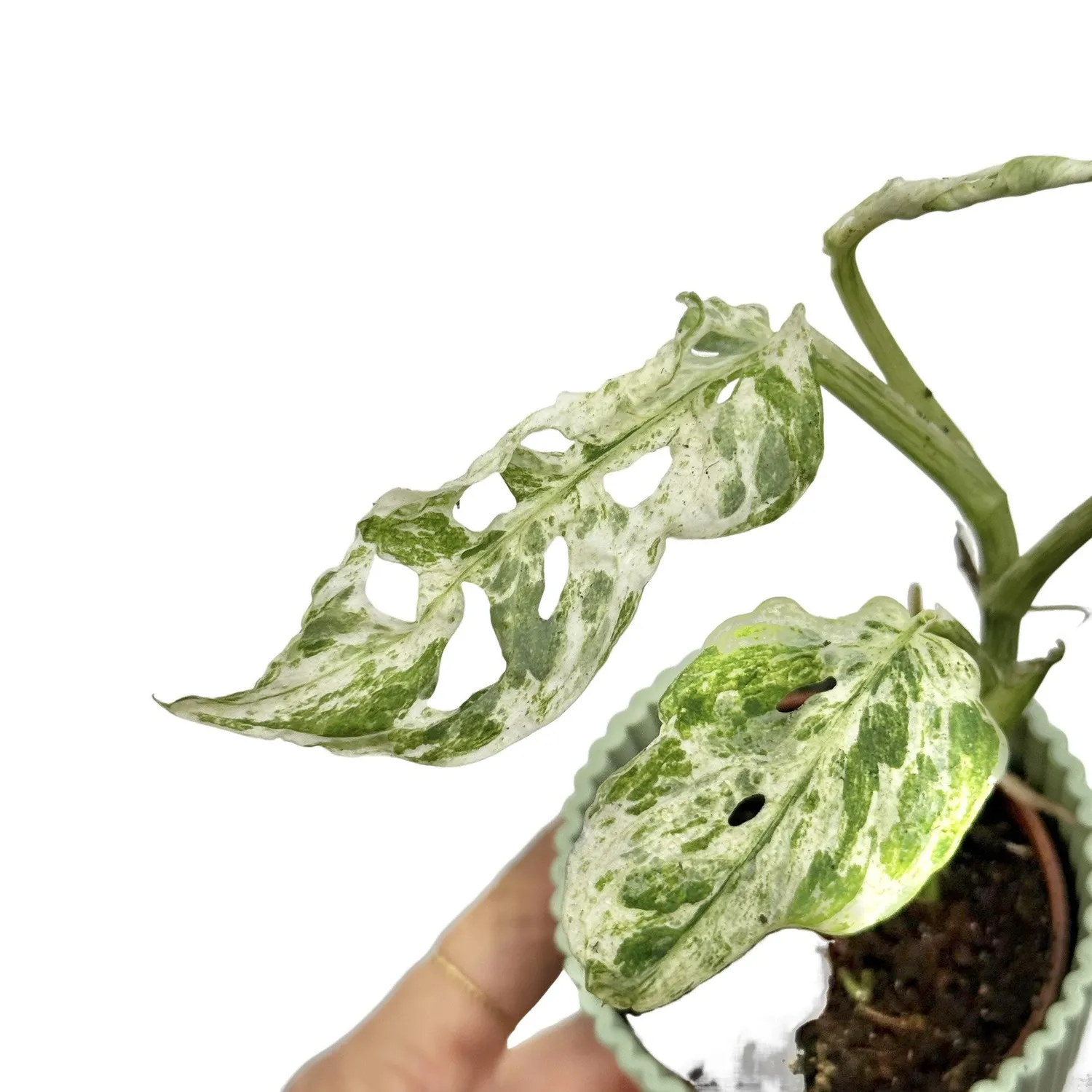 Plant and Stories Monstera Frozen Freckles plante pot 12 cm panachée