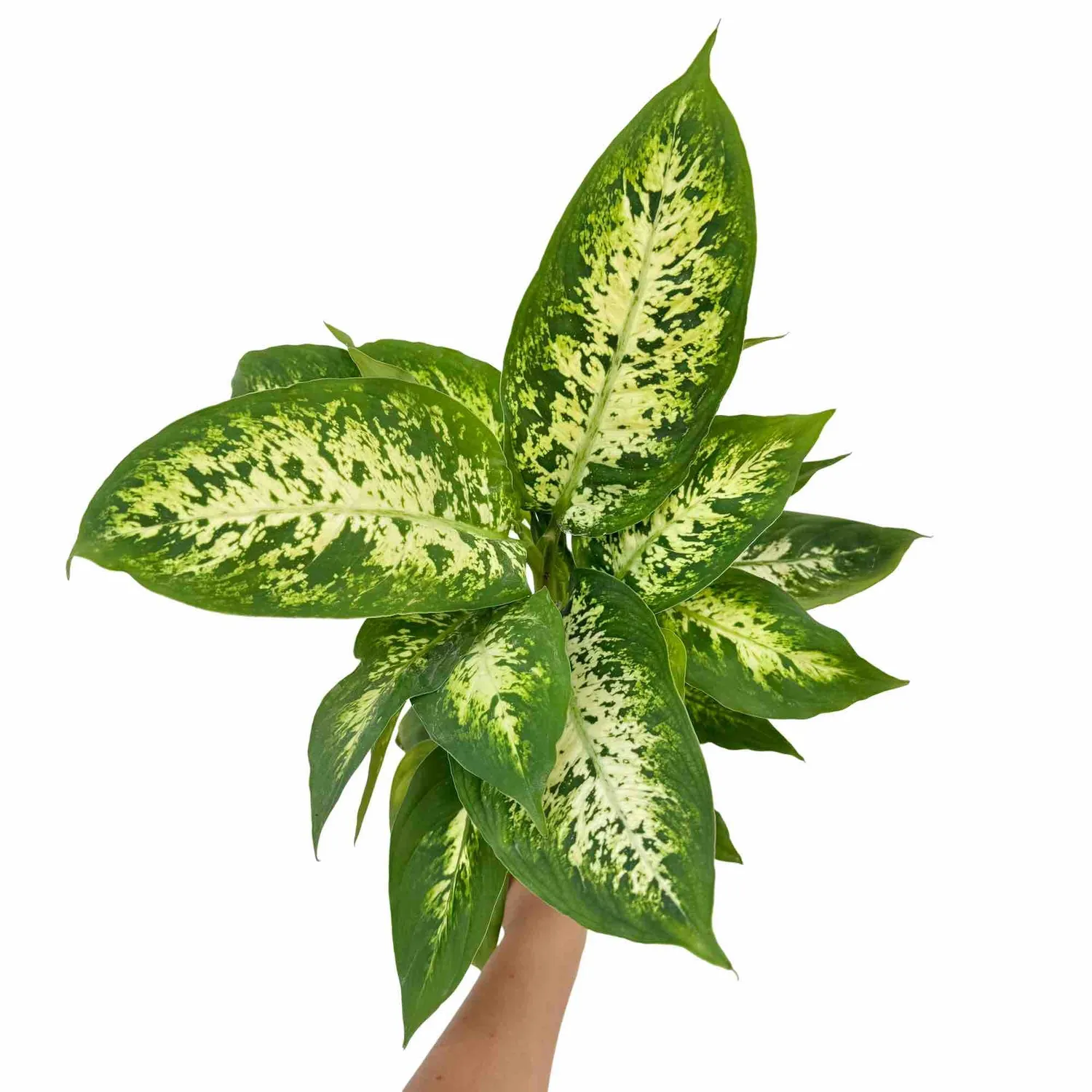 Plant and Stories Dieffenbachia Mars plante 12 cm