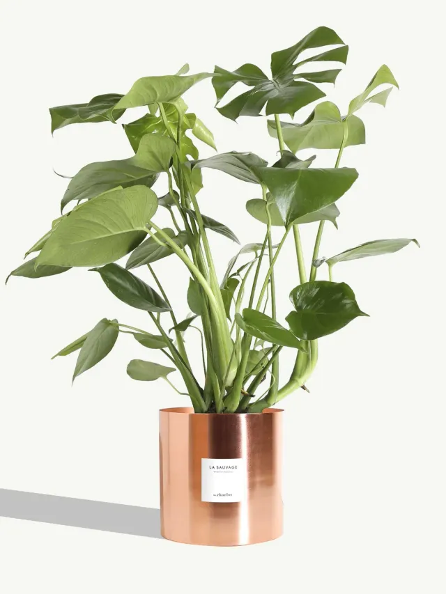 By Charlot La Sauvage plante très grande pot cuivre