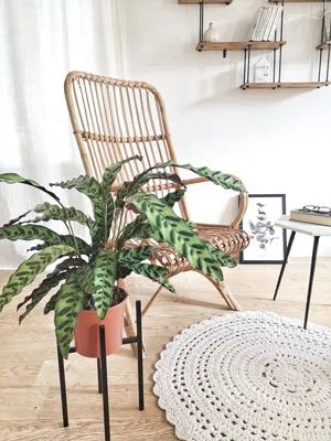 Réconciliation Végétale Romane calathea plante verte mi-ombre dessinée