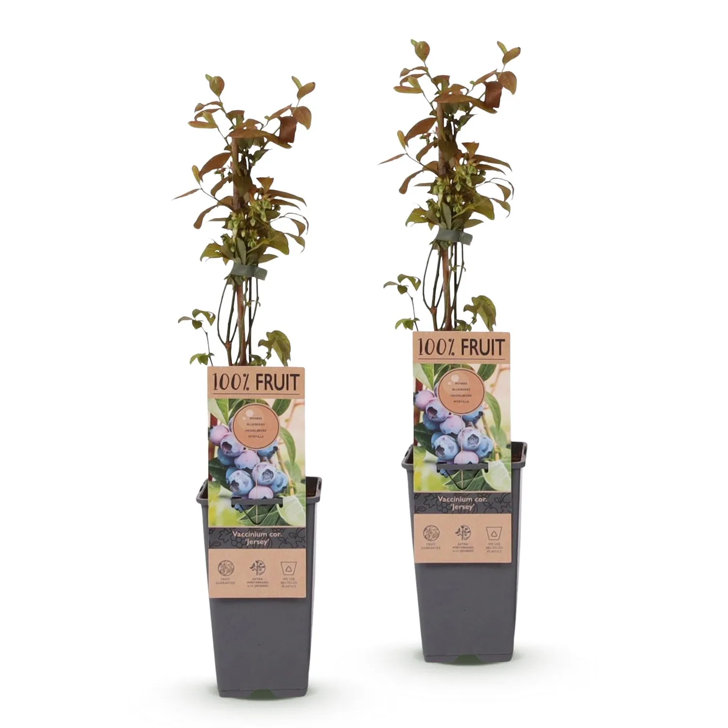 Plant and Stories Myrtillier Jersey arbuste lot de 2 pots 15 cm