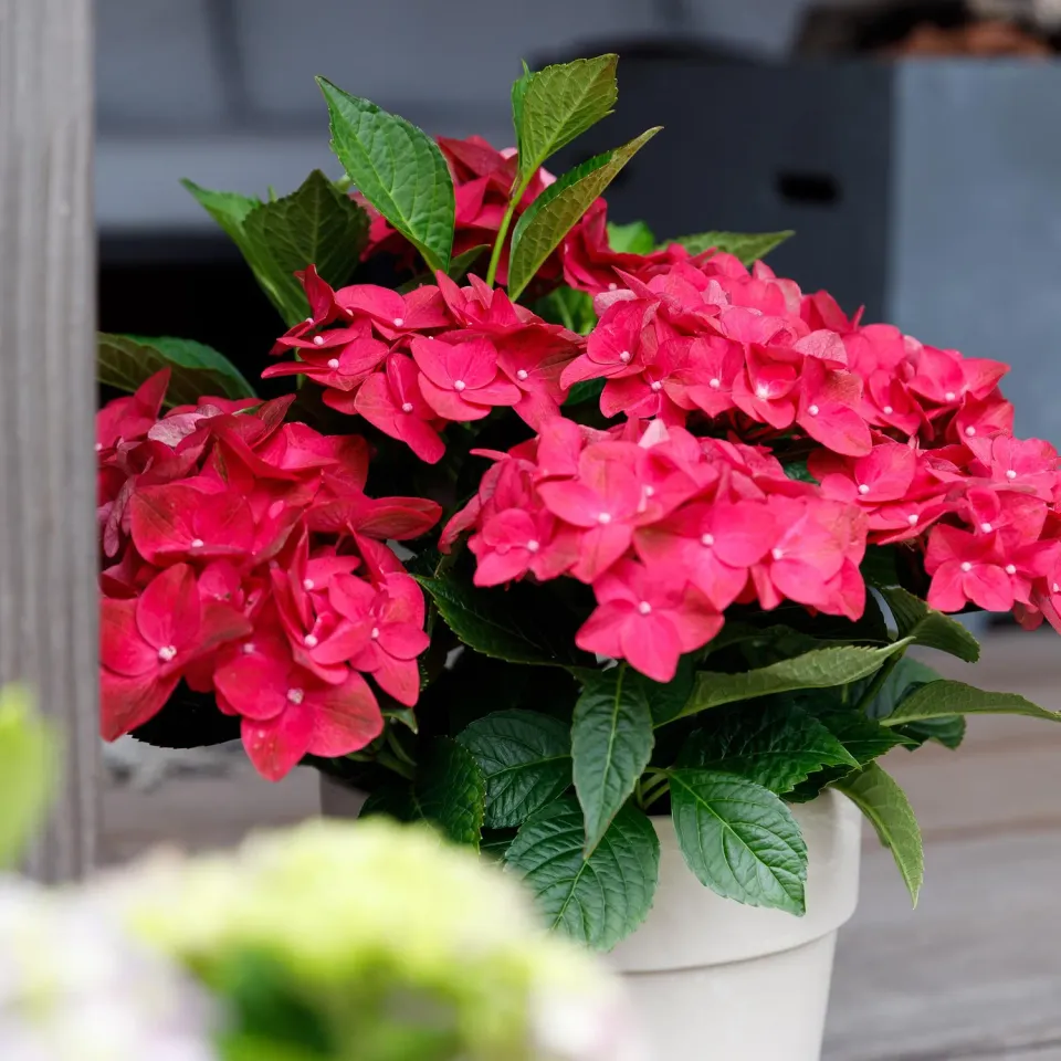 Plant and Stories Hortensia Magical Tuesday arbuste pot 23 cm fleurs rouges