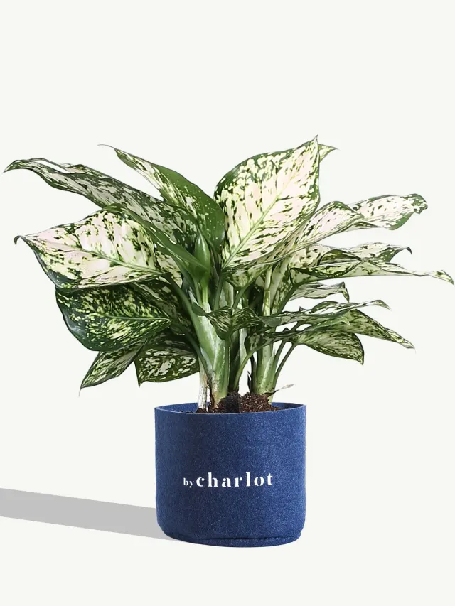 By Charlot La Joyeuse recharge plante S standard