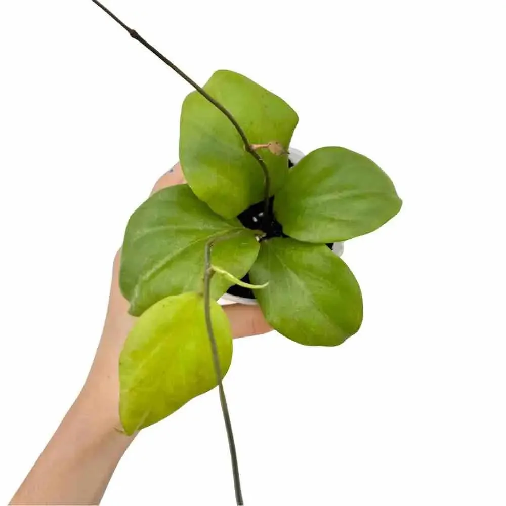 Plant and Stories Hoya Lambii liane veloutée grimpante