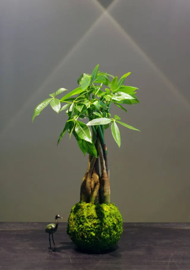 AQUAPHYTE Katsura Ni kokedama pachira tressé