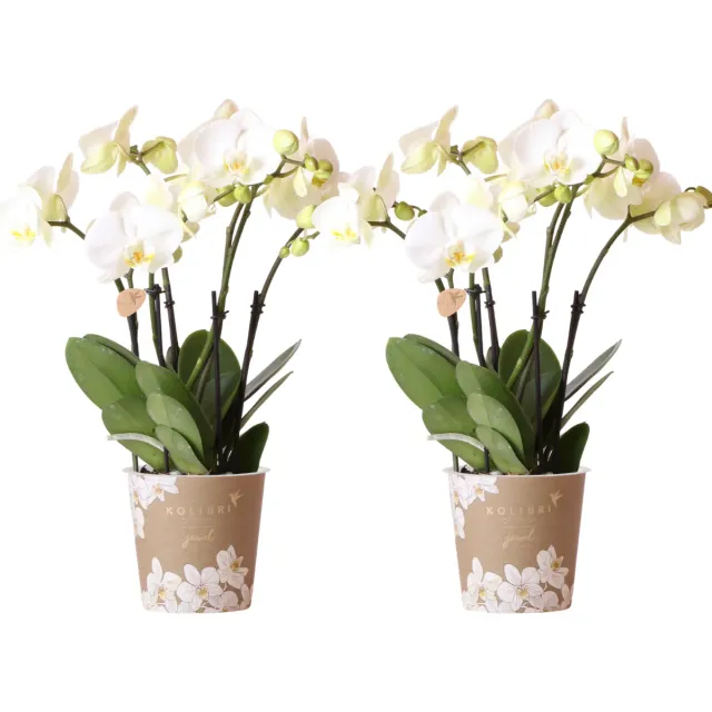 Plant and Stories Phalaenopsis orchidée blanche duo pot 12 cm