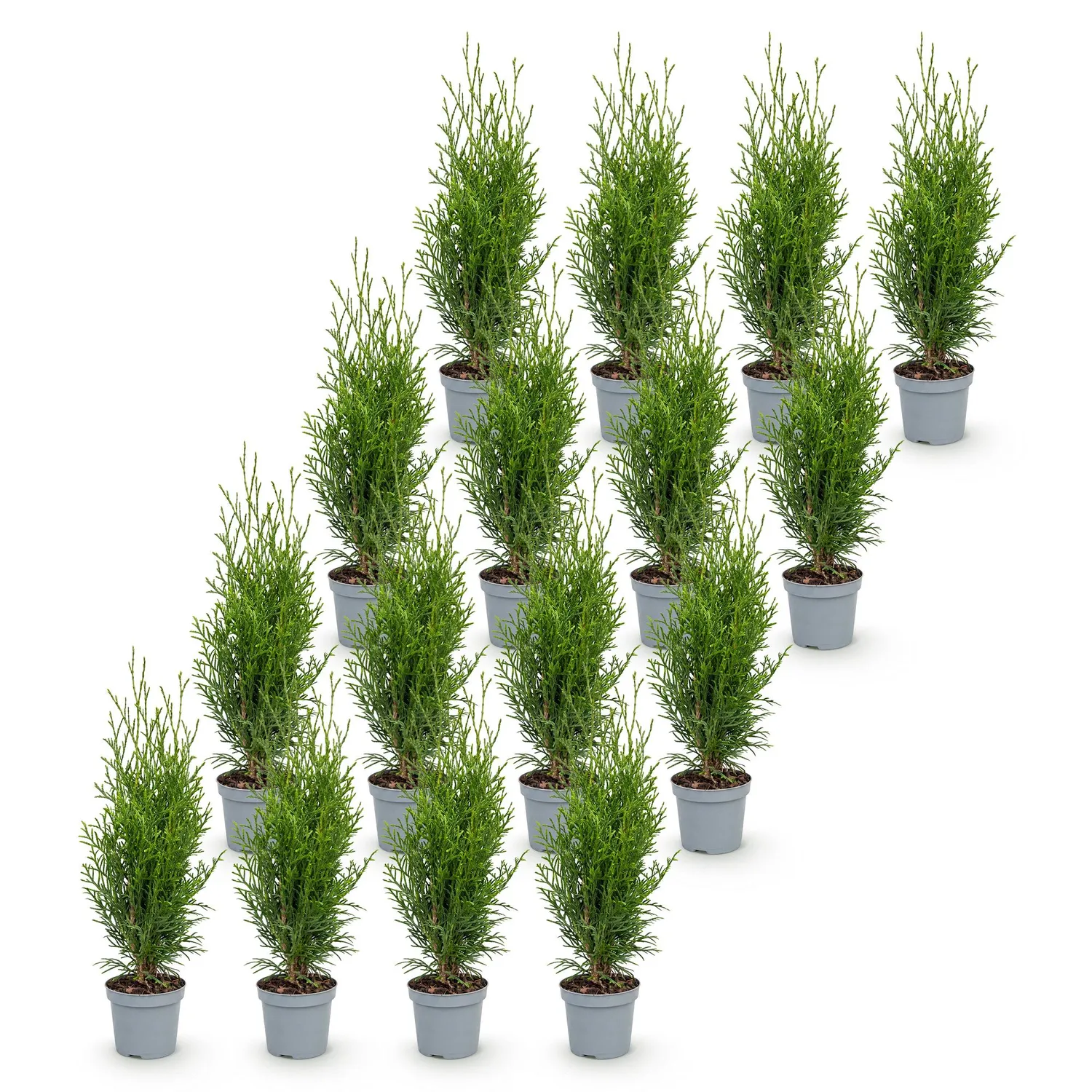 Plant and Stories Thuja Smaragd haie persistante 30 cm lot 8