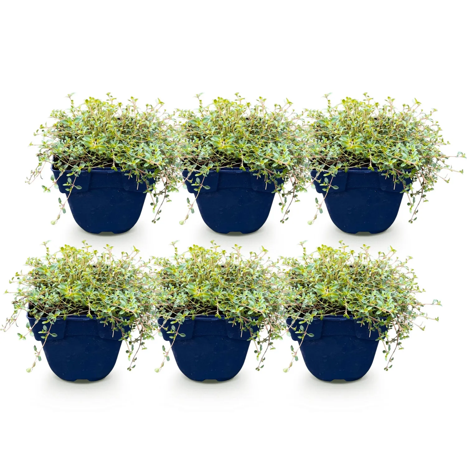 Plant and Stories Red Carpet thym aromatique 1 plant
