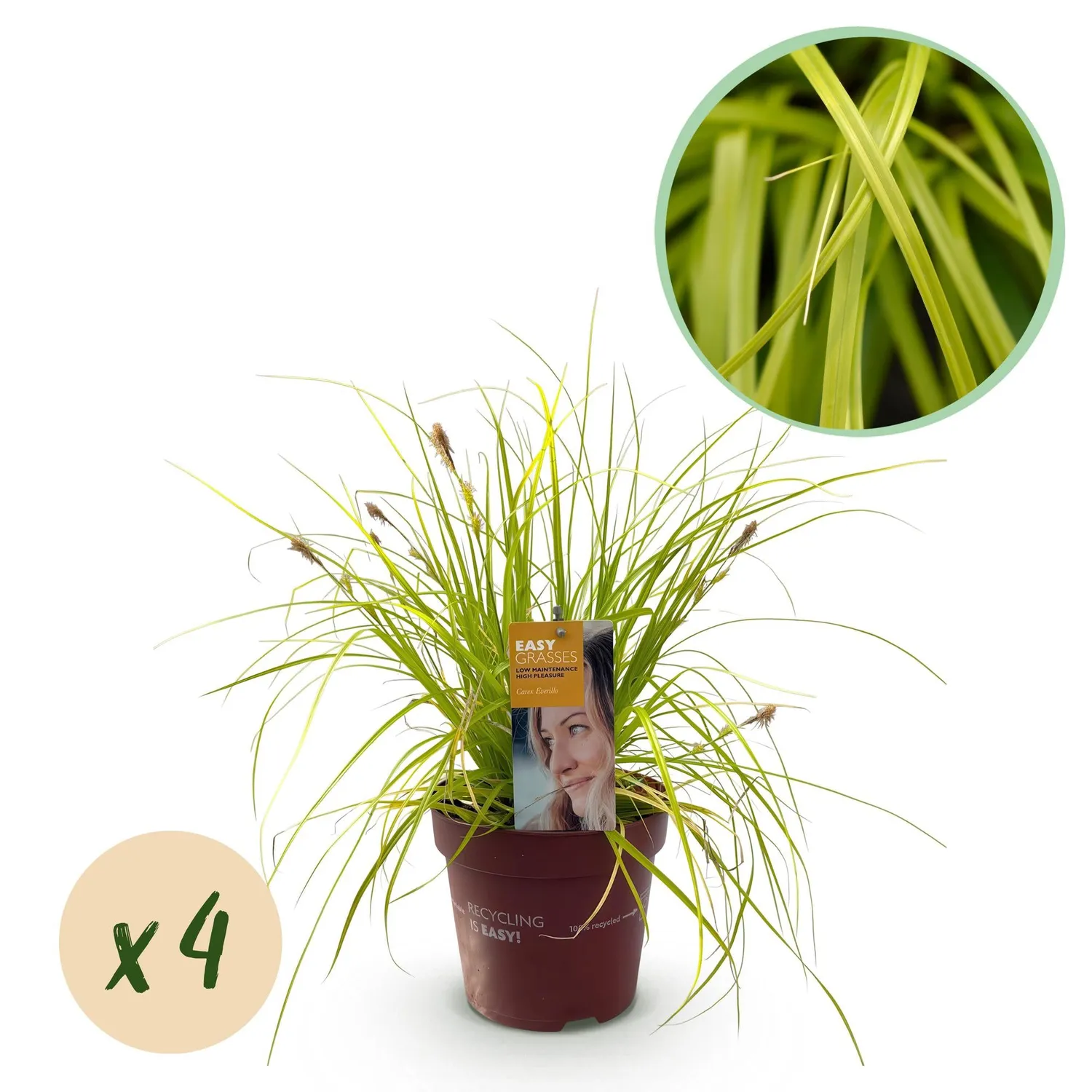 Plant and Stories Laîche Everillo Carex graminée pot 17 cm dorée