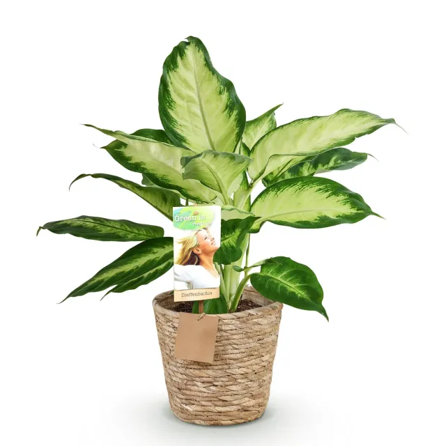Plant and Stories Dieffenbachia Camilla plante pot 17cm 1 plante panachée