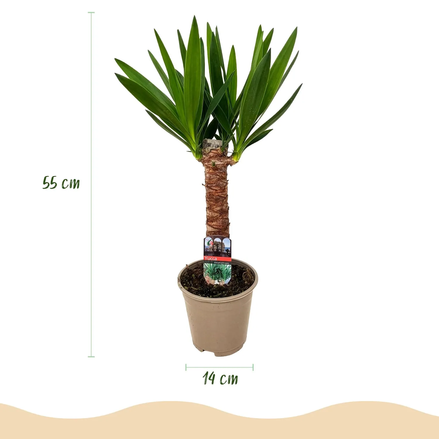 Plant and Stories Elephantipes yucca pot 14 cm 55 cm sans épine