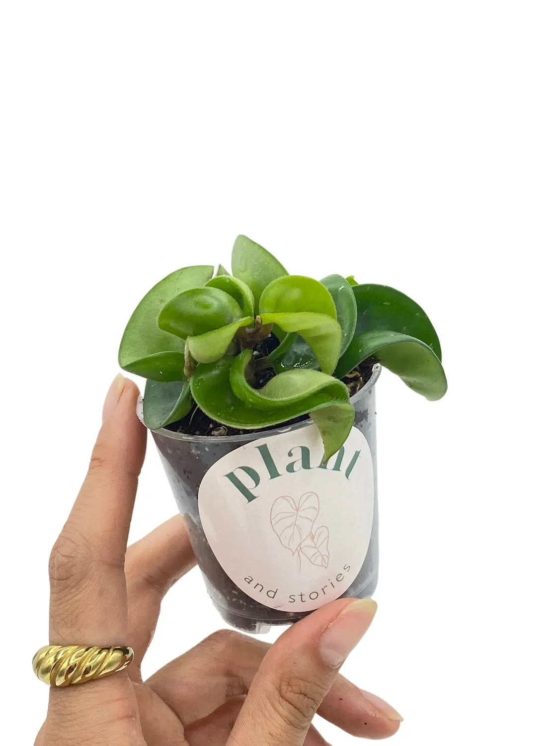 Plant and Stories Carnosa Compacta hoya plante pot 6cm torsadée